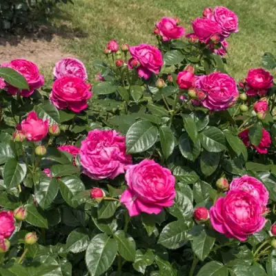 Роза АНУШКА чайно-гибридная в Пинске