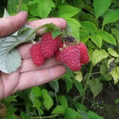 Малина КОРПИКО в Пинске