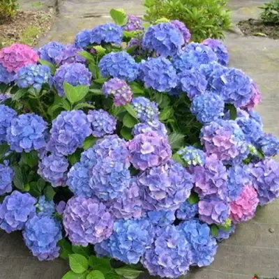 Гортензия БОДЕНСИ крупнолистная в Пинске