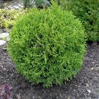 Туя ХОЗЕРИ западная в Пинске