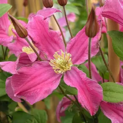 Клематис ИНСПИРЕЙШН ЗОЙН в Пинске