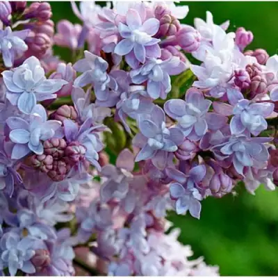 Сирень ПАМЯТЬ О ВАВИЛОВЕ в Пинске