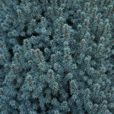 Ель САНДЕРС БЛЮ канадская в Пинске