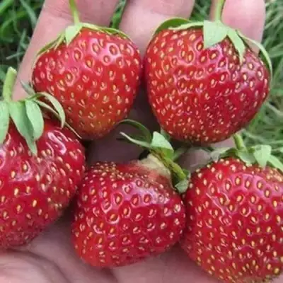 Клубника ВИМА ЗАНТА в Пинске