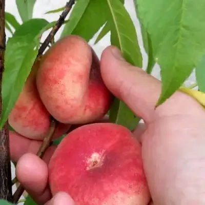 Персик САТУРН ИНЖИРНЫЙ в Пинске