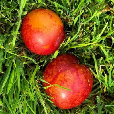 Шарафуга НЕКТАРИННАЯ в Пинске