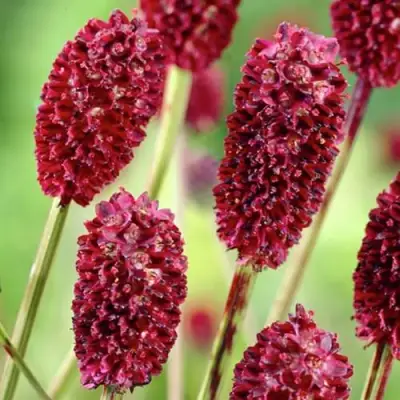 Кровохлебка ТАННА лекарственная в Пинске