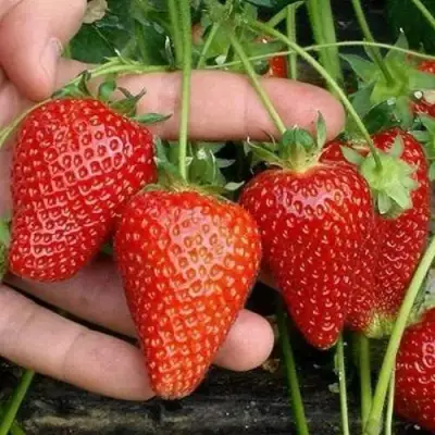 Клубника АЛЬБА в Пинске