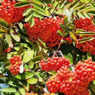 Рябина СОРБИНКА сладкоплодная в Пинске