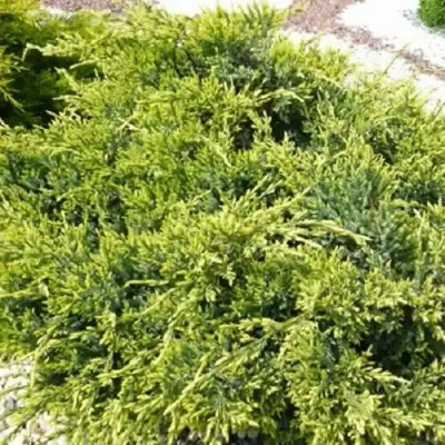 Можжевельник ГОЛД СТАР средний в Пинске