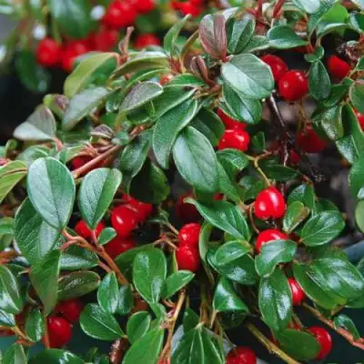 Кизильник Даммера в Пинске