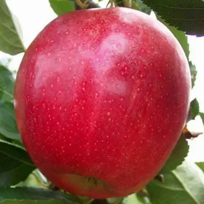 Яблоня ГАЛА МАСТ в Пинске