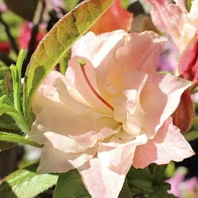 Азалия КЭННОНС ДАБЛ листопадная в Пинске