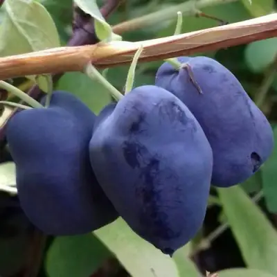 саженцы жимолости бореал бьюти