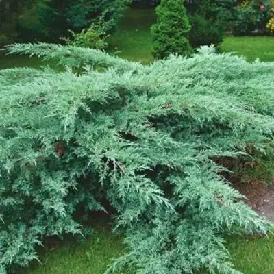 Можжевельник ГРЕЙ ОУЛ виргинский  в Пинске