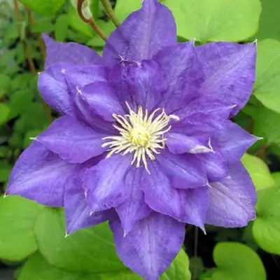 Клематис БЬЮТИ ОФ ВОЧЕСТЕР в Пинске