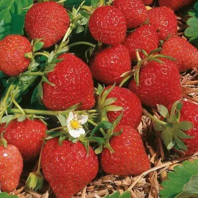 Клубника ФЛОРЕНС в Пинске