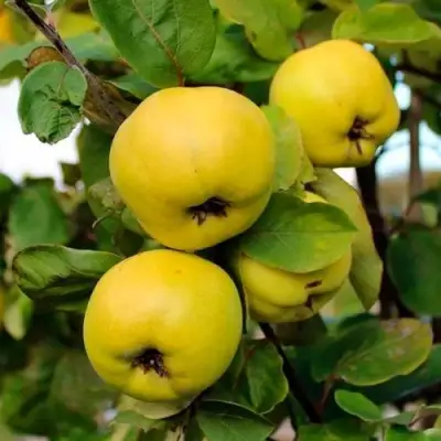 Айва ЯБЛОКОВИДНАЯ в Пинске