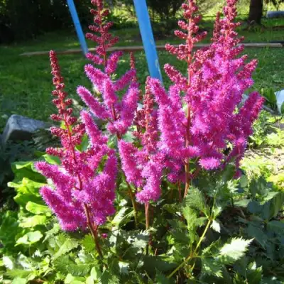 Астильба ЭЛИЗАБЕТ ВАН ВИН японская в Пинске