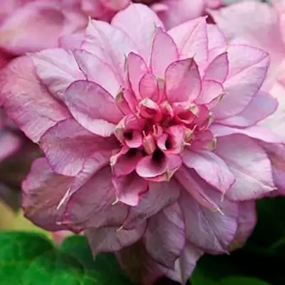 Клематис ИННОСЕНТ ГЛАНС в Пинске