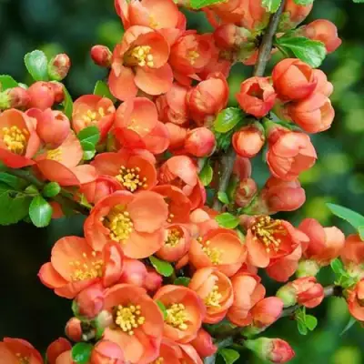 Айва ОРАНЖ ТРЕЙЛ в Пинске