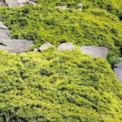 Можжевельник ГОЛДЕН КАРПЕТ горизонтальный  в Пинске