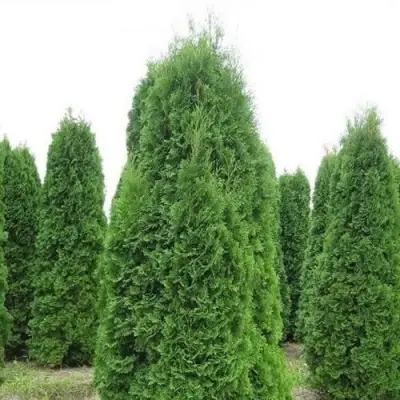 Туя КОЛУМНА западная в Пинске