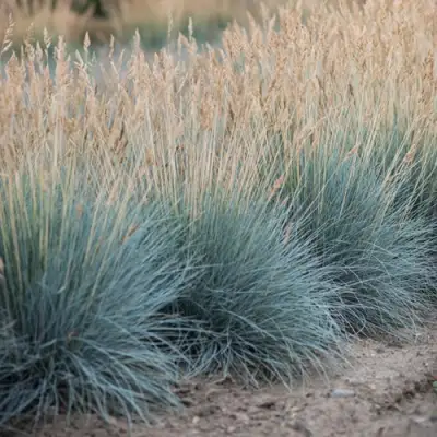 Овсяница АЙСФОГЕЛЬ сизая в Пинске
