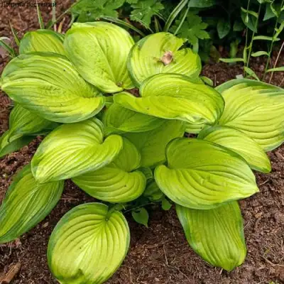 Хоста СТЕЙНД ГЛАСС гибридная в Пинске