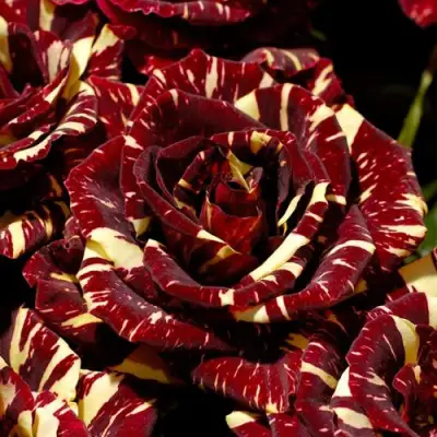 Роза АБРАКАДАБРА чайно-гибридная в Пинске