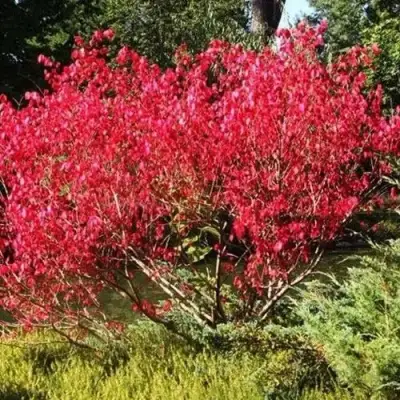 Бересклет ЕВРОПЕЙСКИЙ в Пинске