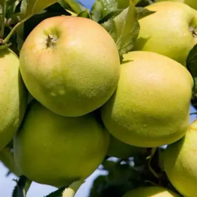 Яблоня МУТСУ в Пинске