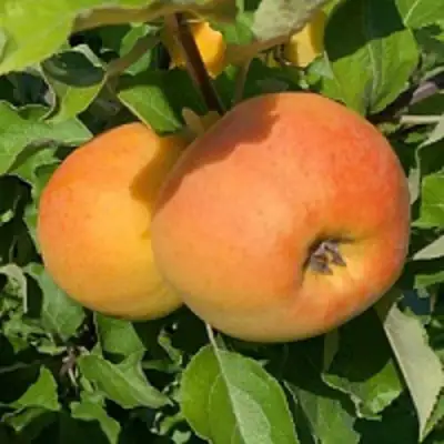 Яблоня АНТОНОВКА ЗОЛОТАЯ в Пинске