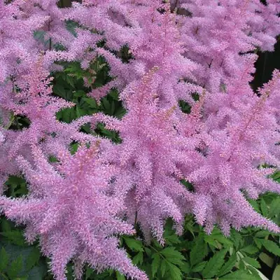 Астильба ГИАЦИНТ Арендса в Пинске