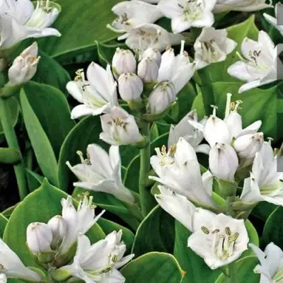 Хоста МОНСТЕР ИРЗ гибридная в Пинске