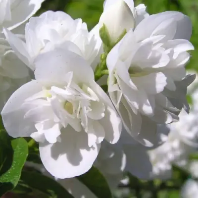 Жасмин ЖИРАНДОЛЬ в Пинске