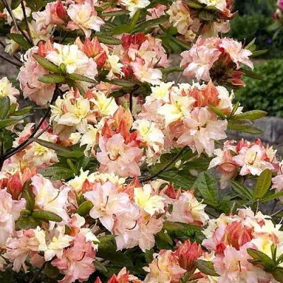 Азалия КЭННОНС ДАБЛ листопадная в Пинске