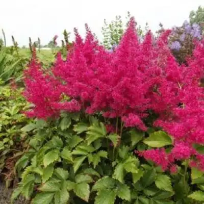 Астильба САННИ ДЕЙ гибридная в Пинске