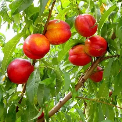 Нектарин ХАРБЛЕЙЗ в Пинске