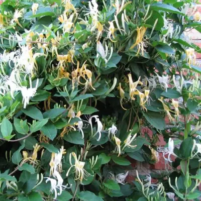 Жимолость ХАЛЛИАНА японская (Хелиана) в Пинске