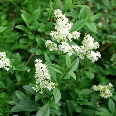 Бирючина обыкновенная АТРОВИРЕНС в Пинске