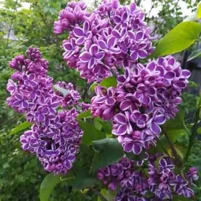 Сирень СЕНСАЦИЯ в Пинске