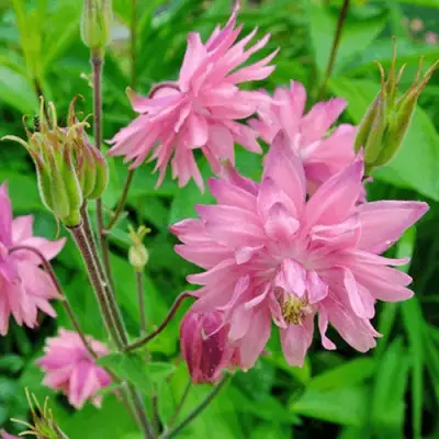 Аквилегия БАРЛОУ ПИНК гибрид МакКаны в Пинске