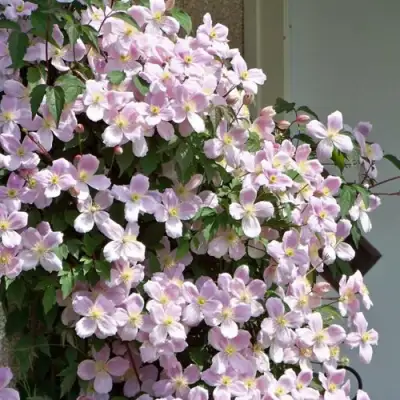 Клематис ГОРНЫЙ в Пинске