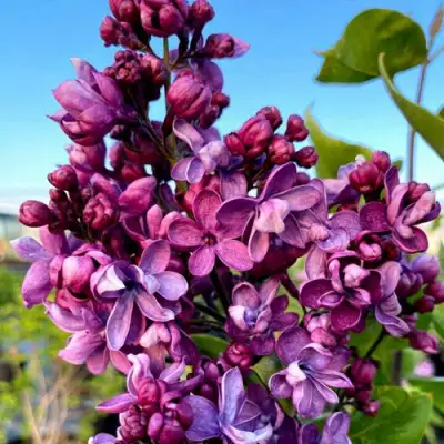 Сирень ВИОЛЕТТА в Пинске