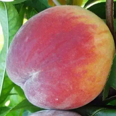 Персик ТОП СВИТ в Пинске