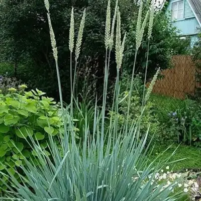 Элимус БЛЮ ДЮН песчаный в Пинске