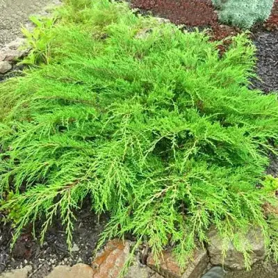 Микробиота ЯКОБСЕН перекрестнопарная в Пинске