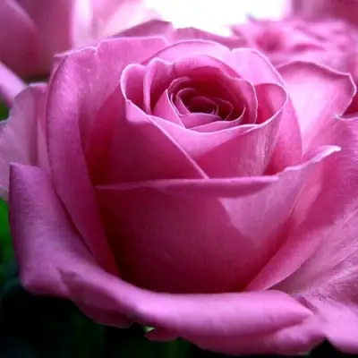 Роза ЭЙФЕЛЕВА БАШНЯ чайно-гибридная в Пинске