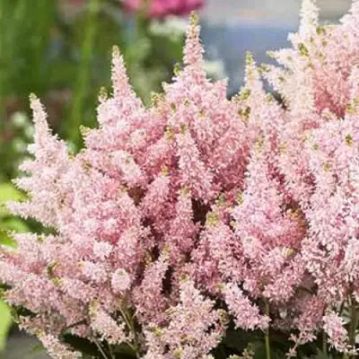 Астильба ЮНИК САЛМОН гибридная в Пинске